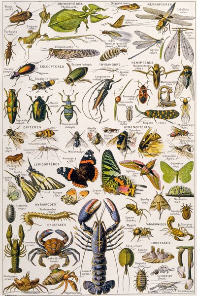 Illustration of Various Invertebrates c.1923 by Adolphe Philippe Millot